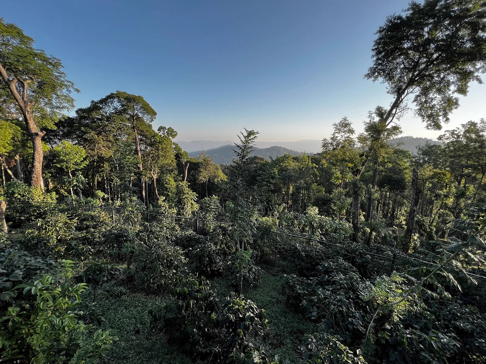 Sustainable coffee farming